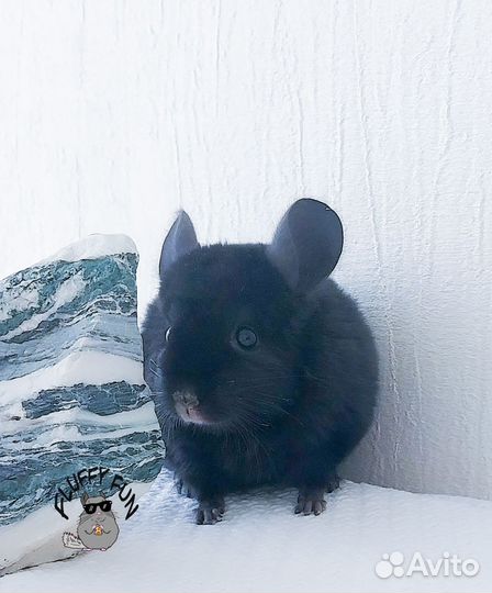 Шиншилла мальчишка по кличке Лойд