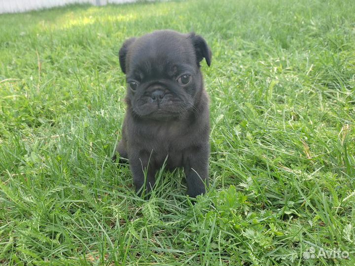 Щенки мопса девочки