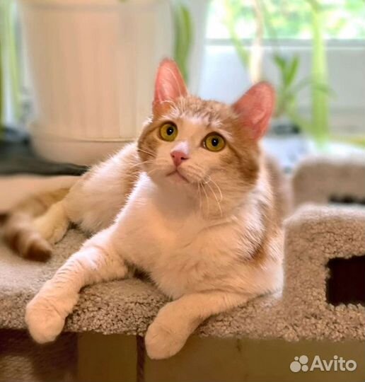 Котик в добрые руки
