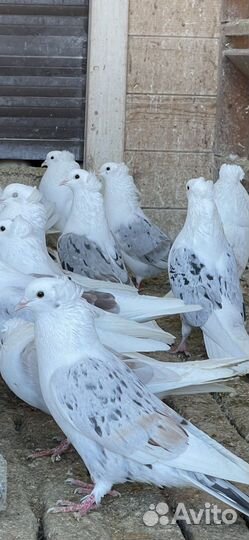 Голуби бойные армянские