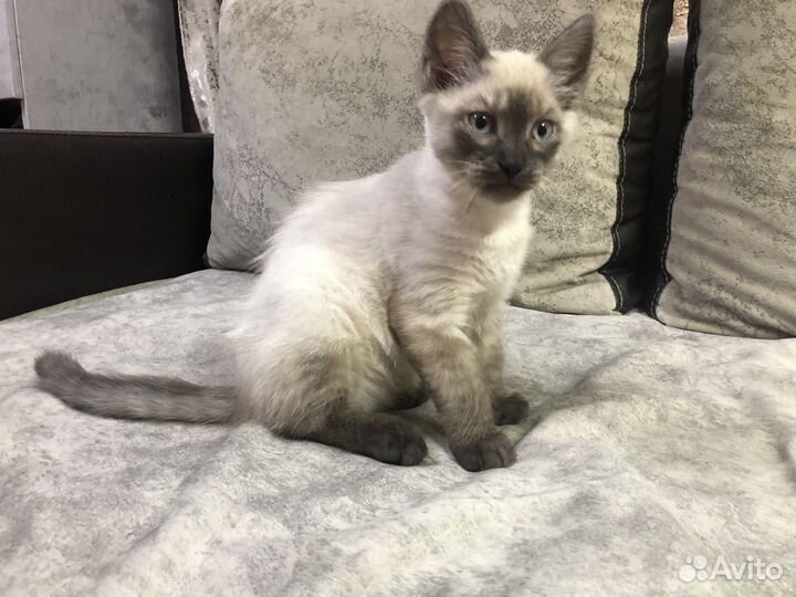 Котенок от Невской Маскарадной кошки