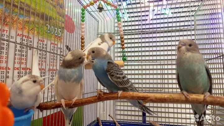 Волнистый попугай