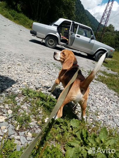 Щенок Бигля мальчик