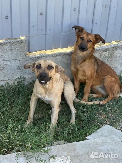 Собака в добрые руки