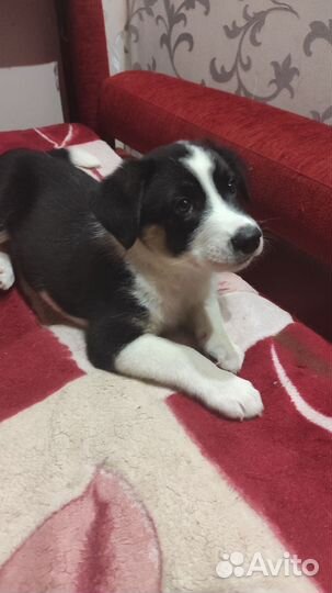 Собака в добрые руки отдам бесплатно