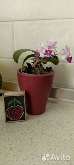 Орхидея фаленопсис