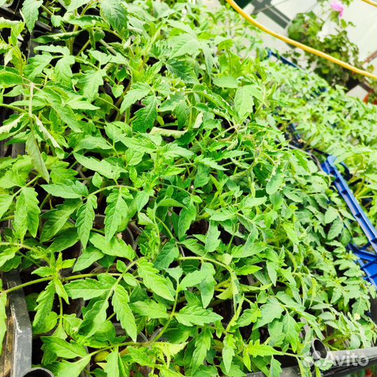 Рассада томатов