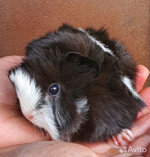 Морские свинки