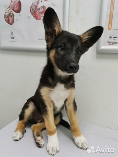 Щенок девочка овчарки (метис)