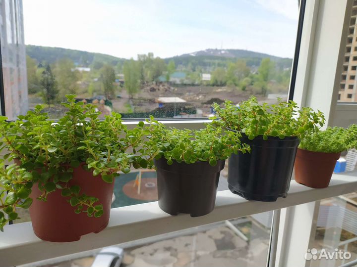 Пилея коллизия ампельное растение