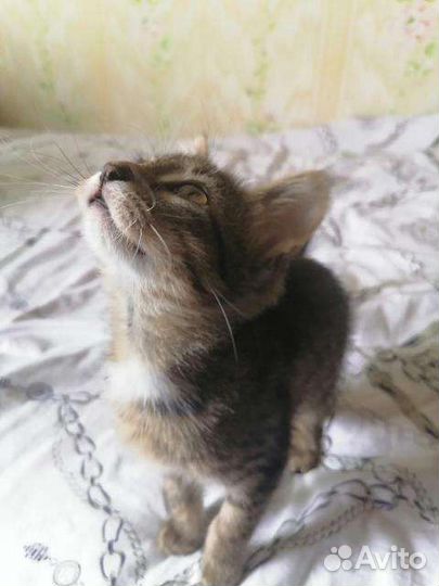 Отдам даром котёнка