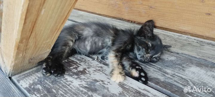 Кошка, котенок в дар бесплатно