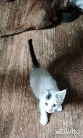 Котенок ищет дом
