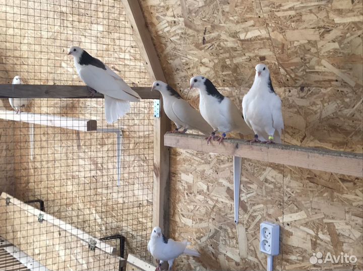 Голуби Пермские гривуны