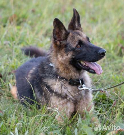 Молодой обаятельный овчар Герман. Лесной приют