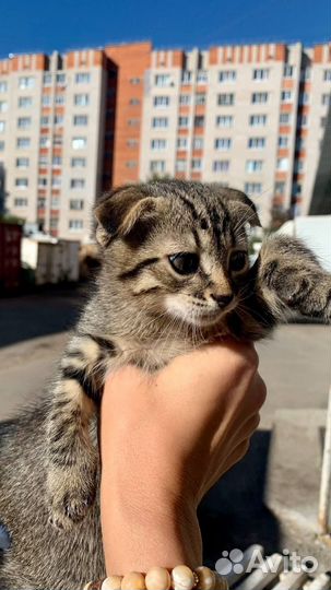 Вислоухий котенок в хорошие руки