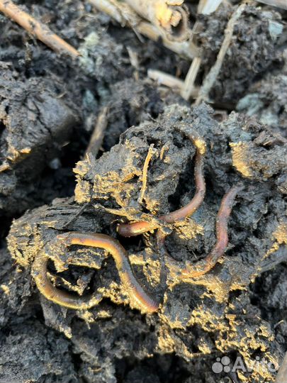 Черви зеленые