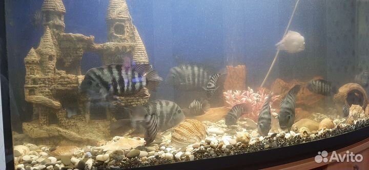 Аквариум с рыбами тумба