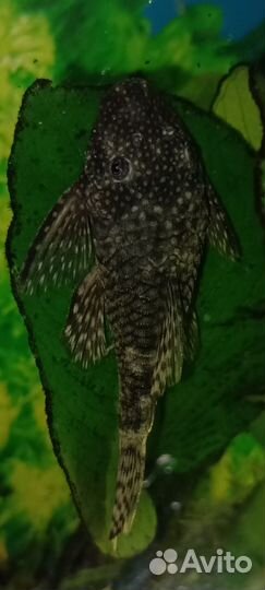 Сомики анциструсы