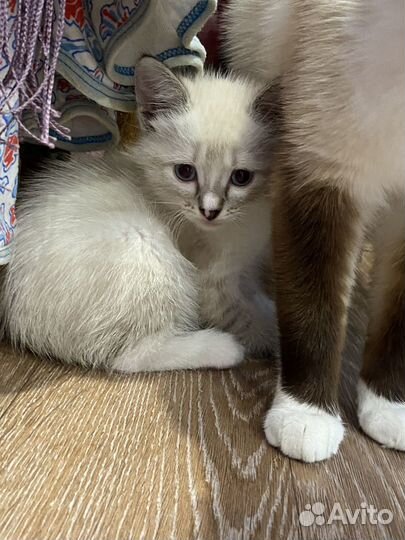 Кошка в добрые руки даром бесплатно
