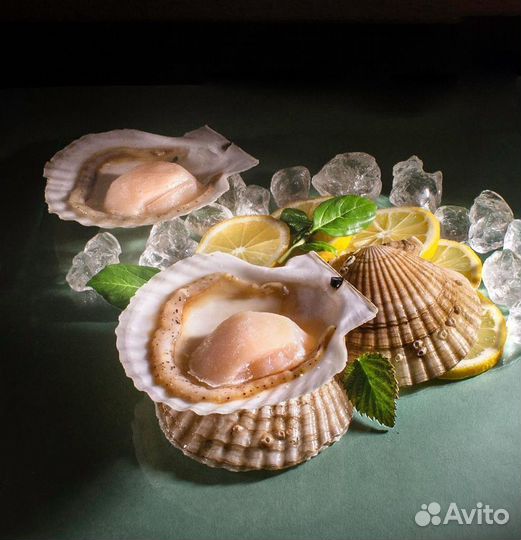 Морской гребешок на ракушке