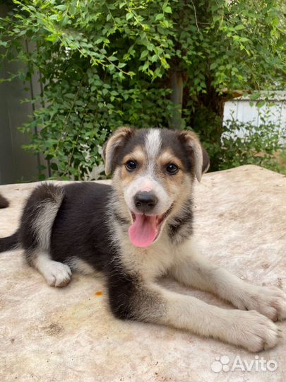 Щенок в добрые руки бесплатно