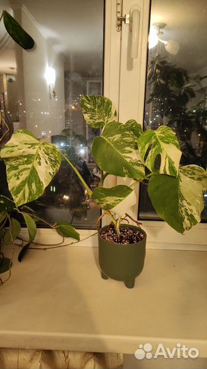 Монстера альба