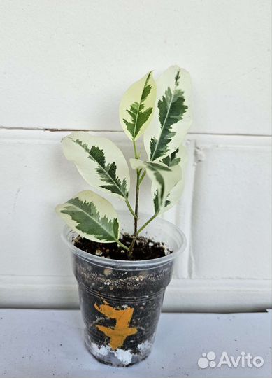 Фикус Де Гантель