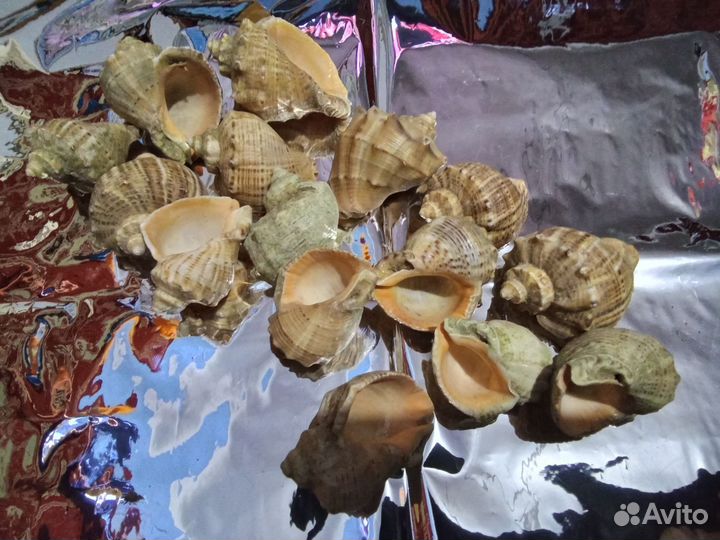 Морские ракушки