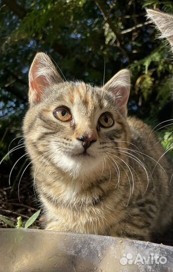 Котенок бесплатно в добрые руки