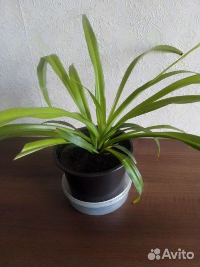 Хлорофитумы