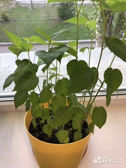 Гибискус травянистый многолетник