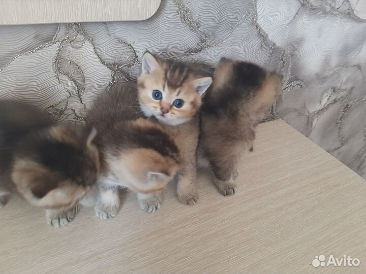 Британские котята