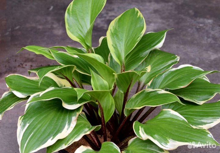 Хосты на красных ножках