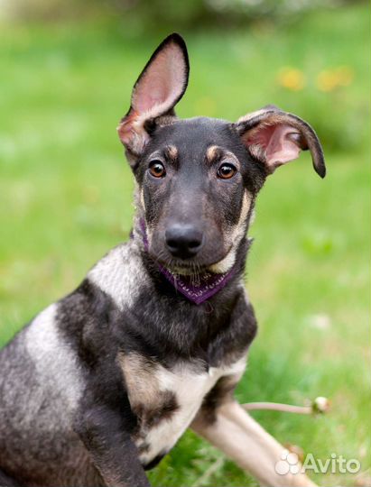 Джес в добрые руки