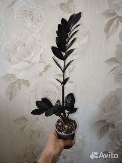 Замиокулькас Равен