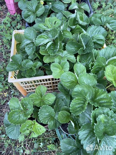 Рассада клубники