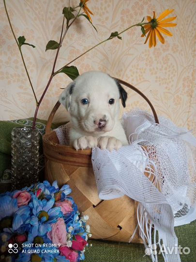 Щенки метисы