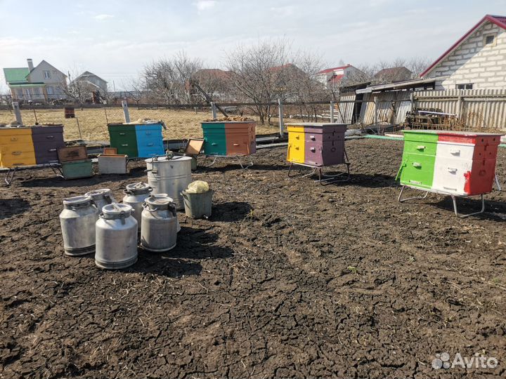 Продам пасеку