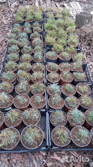 Гвоздика окс и зкс