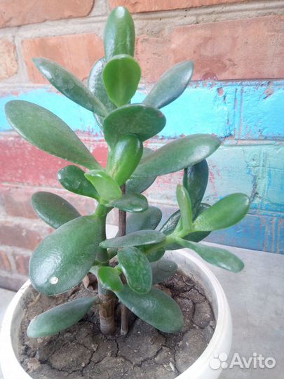 Толстянка(денежное дерево)