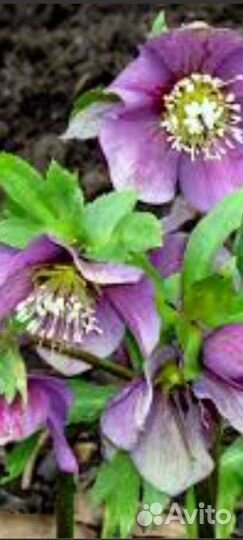 Цветы для сада