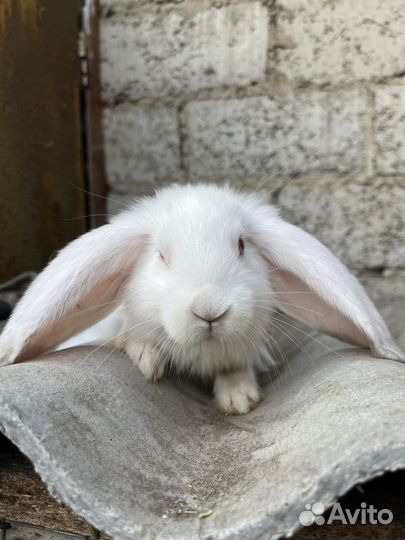 Малыши кролята(бараны)