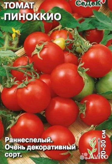 Томаты комнатные рассада