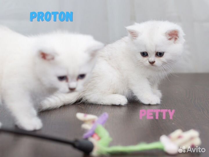 Клубные британские котята
