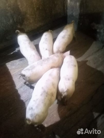 Поросята ландрас