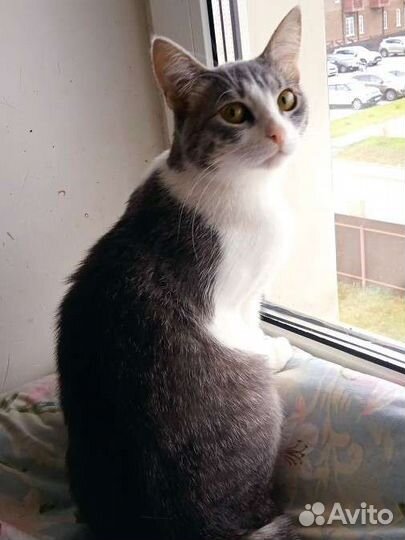 Кошечка с задумчивым взглядом