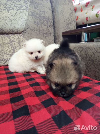 Малыши шпица