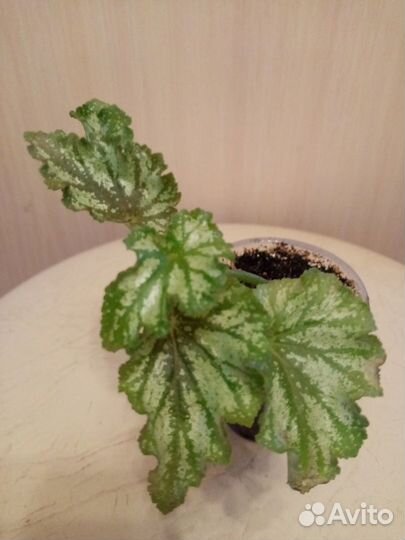 Бегонии часть 2. Эписции