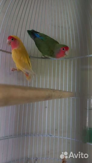 Попугай неразлучники с клеткой